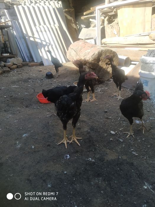 Дакан жужалар хайит 3 Чи куни чиккан Шамо ва карейц пародала