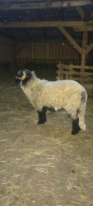 Vând Mior bucălău de Luncani