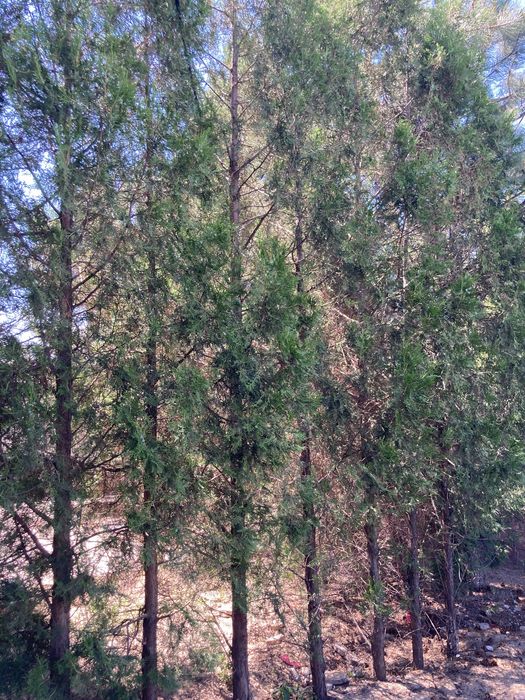 Туя алтайская 8 шт