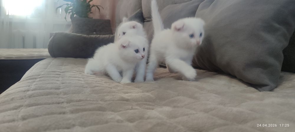 Веслоухие котята