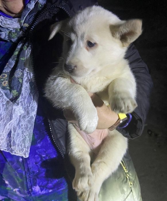 Отдам щенят в добрые руки