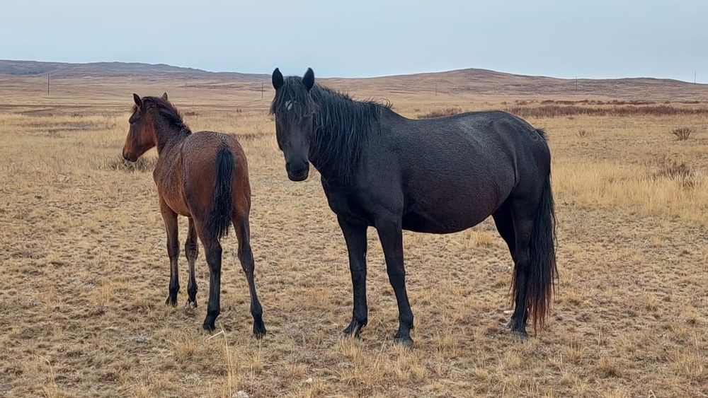 Продам лошадей с жеребчиком.