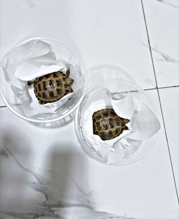 Toshbaqa sotiladi!(Продается черепашки!)