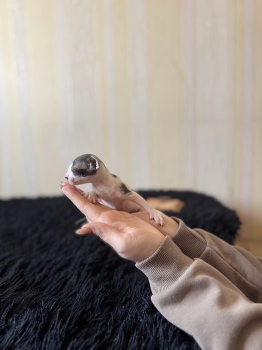 Продаются котята сфинкс