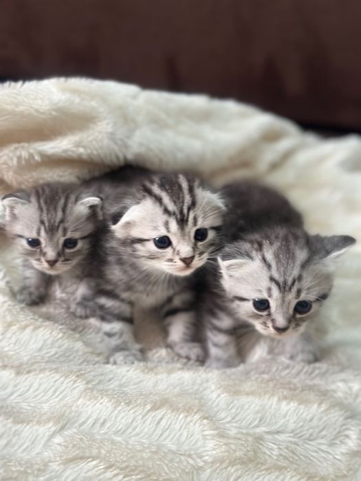 Котята шотландские