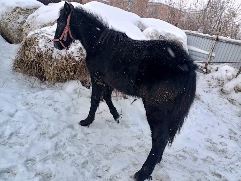 Продам лошадей 3