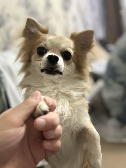 Кобель на вязку