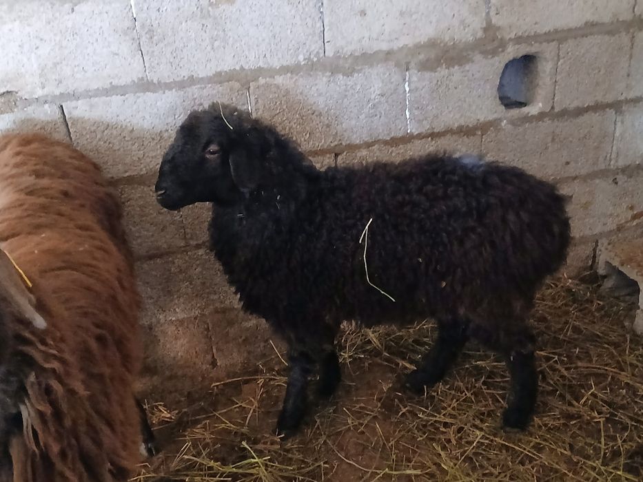 Продам баранов тохтушки