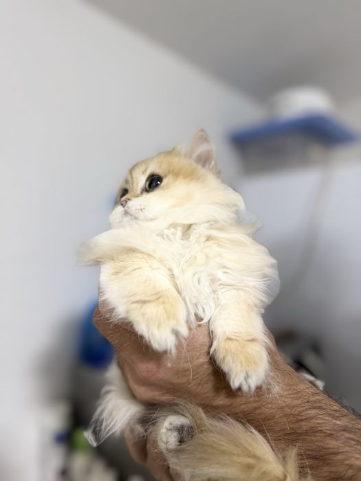Кошка Британский золотый шиншила