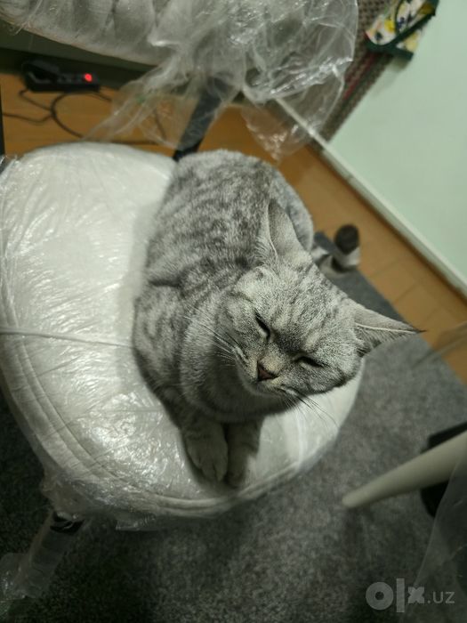 Отдам бесплатно породистые кошечку домашнюю очень чистая ухоженная