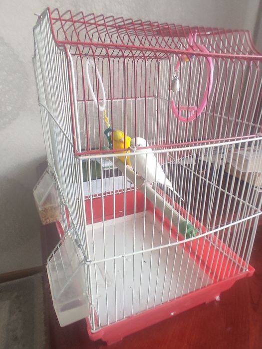 Продам попугаев в добрые руки