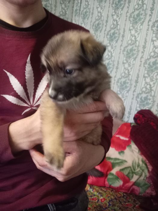 Отдадим щенков в хорошие руки