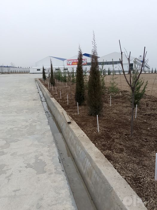 Gazon rulon va landshaft dizayni xizmatlari