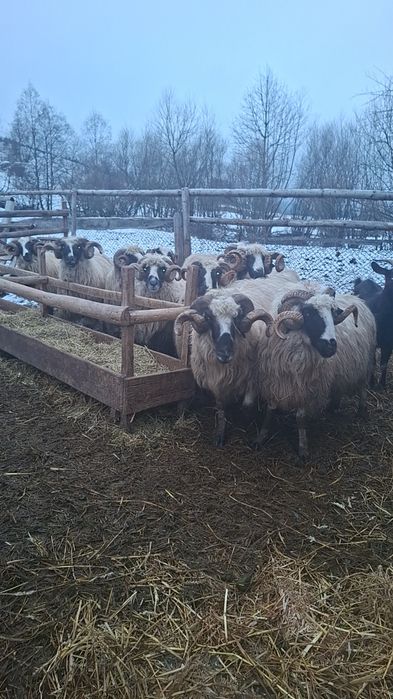 Vândut berbeci breji de Petroșani cu origine