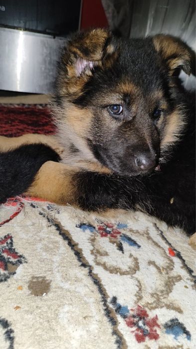 Щенки немецкой овчарки шинки
