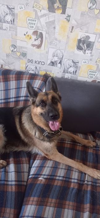 Немецкая овчарка (взрослая)