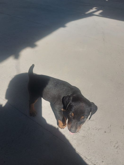 Немецкий ягдтерьер