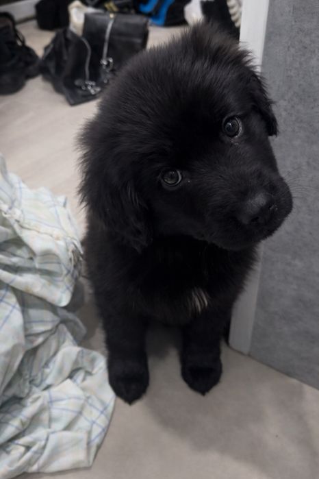 Срочно,отдам малышку в добрые руки