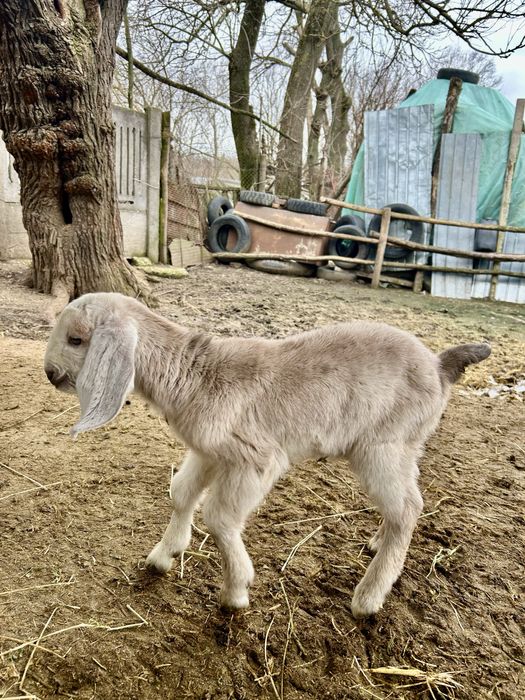 Tap anglo nubian original