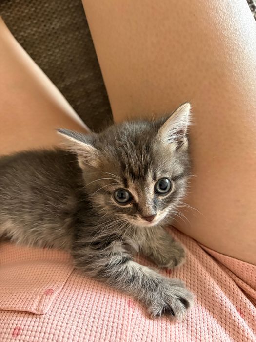 Отдам котенка в добрые руки