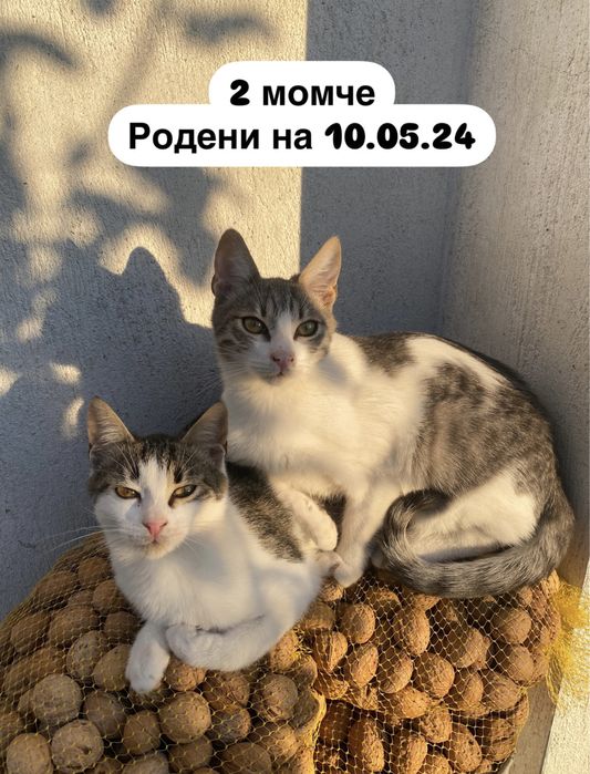 Малки котенца