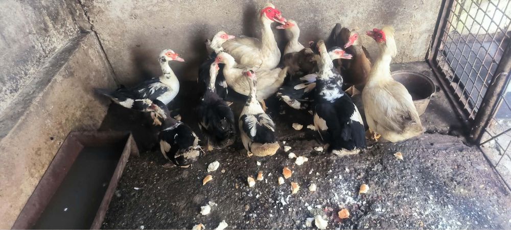 Vand/Schimb 9 rate + 3 rățoi leșești cu 2 curcani mari