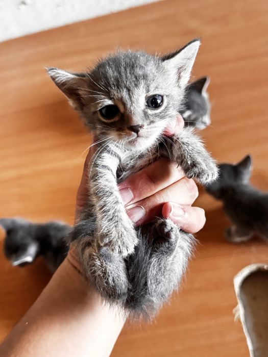 Отдам котят бесплатно