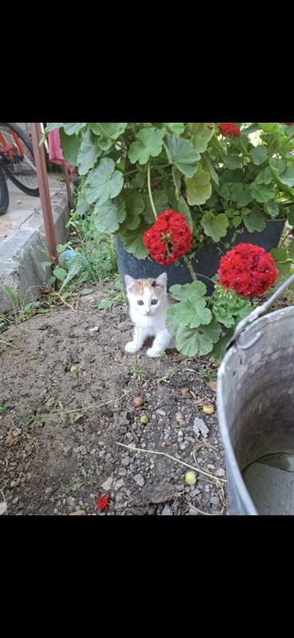 Отдам котят трехцветные