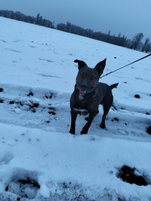 Ищет дом породистый пёс!