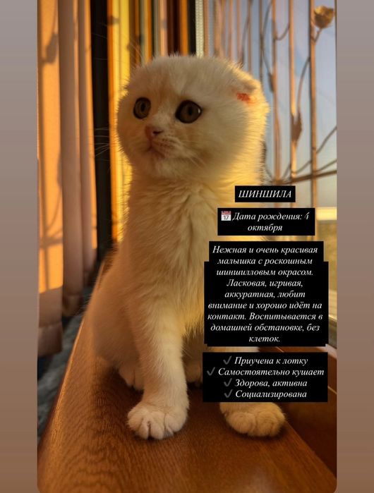 Продаётся котёнок!