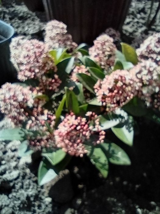 Skimiia japonica,preț 50 ron