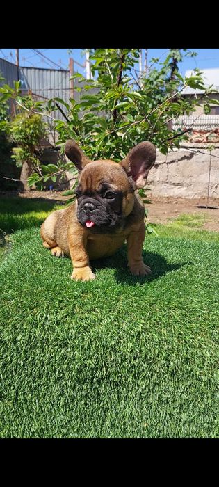 Милая француженка