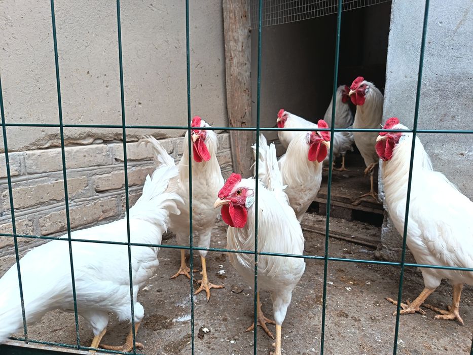 Леггорн стандарт ху́розлари сотилади...