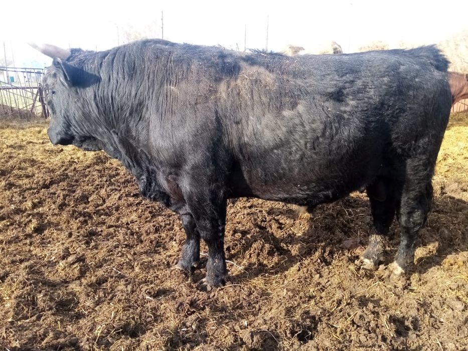 Бык. Быки. Продам быка.