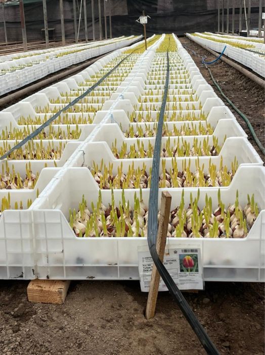 Ящики для гидропоники тюльпанов