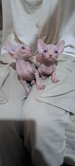 Продаются котята породы канадский сфинкс