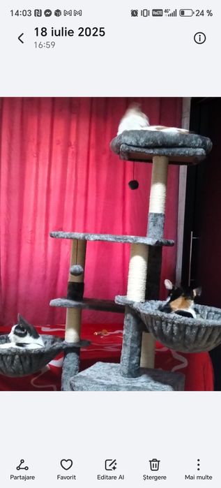 Ansamblu joaca pisici