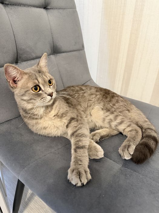Котенок 5-6 месяцев