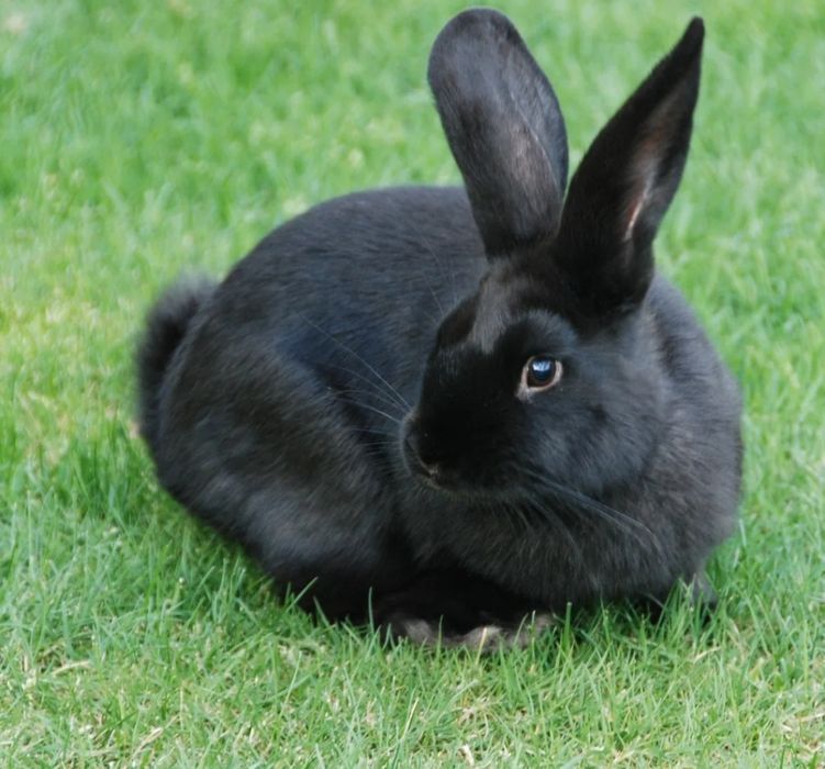 Қоян сатылады 6000