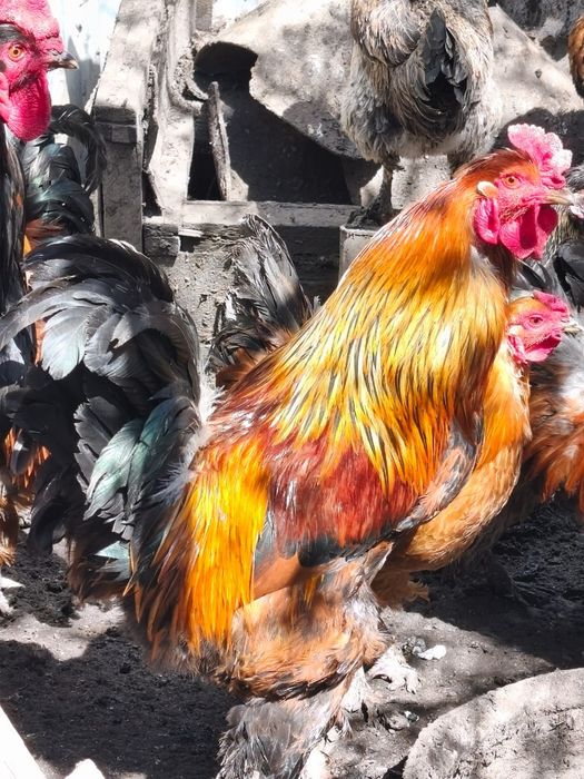 Продаются петухи