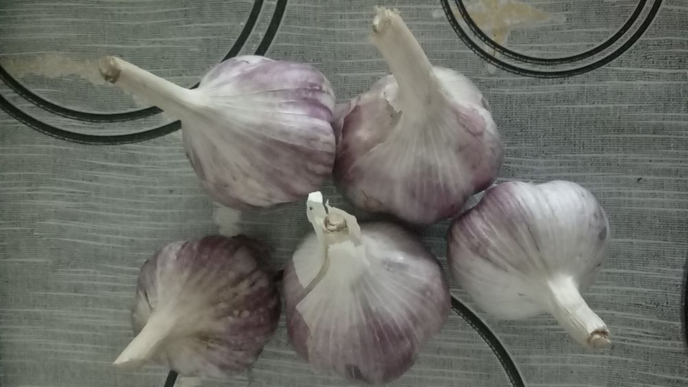 Продам домашний озимый чеснок