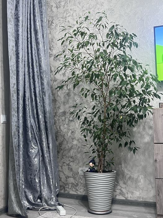 Фикус бальзамический