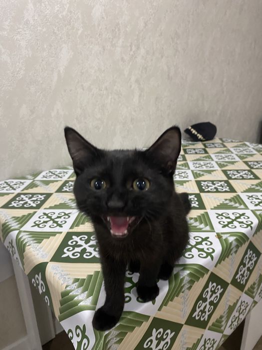 Отдам в добрые руки бесплатно