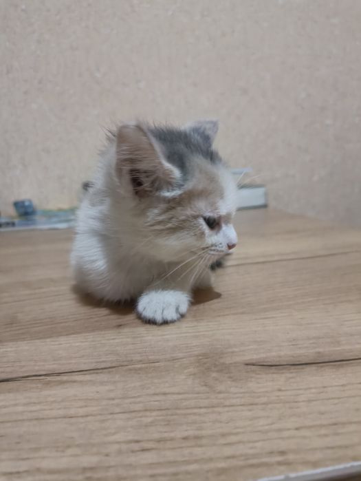 Кошки mushuk bola 2 sotilboldi