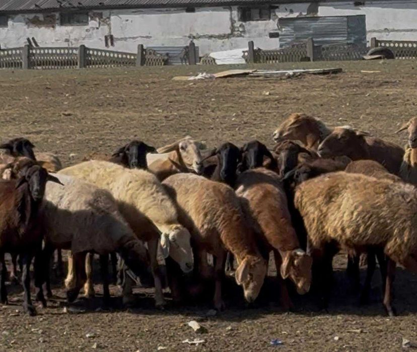 Продам овец, баранов, овцематок.