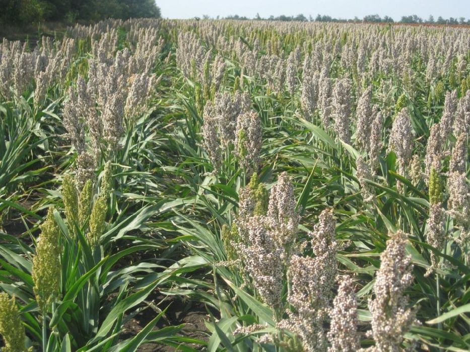 Суданка Сорго Семена