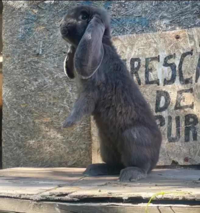 Berbec german Albastru