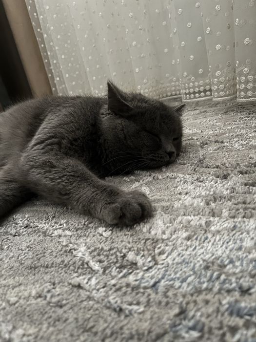 Mushik sotiladi zotli