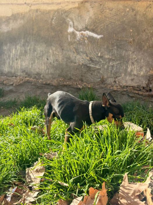 Тойтерьер Кобель на вязку