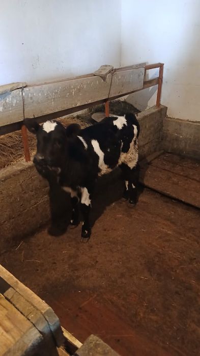 Парода ұрғашы бұзау сатылады